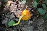 Humidicutis marginata var. marginata image