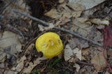 Humidicutis marginata var. marginata image