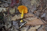 Humidicutis marginata var. marginata image