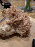 Ramaria botrytis image