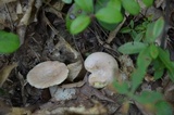 Lactarius chrysorrheus image