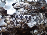Rinodina capensis image