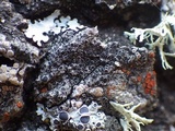 Rinodina capensis image