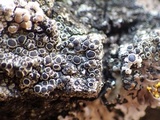 Rinodina capensis image