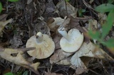 Lactarius chrysorrheus image