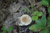 Lactarius chrysorrheus image