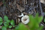 Lactarius chrysorrheus image