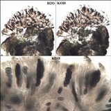 Rinodina sophodes image