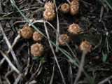 Cyathus stercoreus image