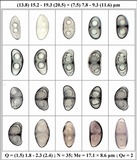 Rinodina sophodes image