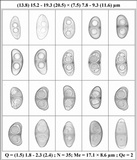 Rinodina sophodes image