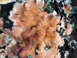Steccherinum ochraceum image