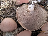 Sarcodon scabrosus image