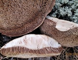 Sarcodon scabrosus image