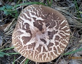 Sarcodon scabrosus image