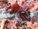 Exidia recisa image