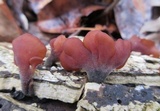 Dacryopinax elegans image