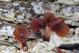 Dacryopinax elegans image