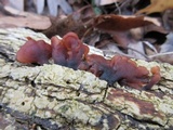 Dacryopinax elegans image