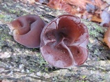Auricularia angiospermarum image