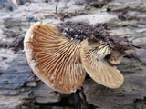Lentinellus ursinus image
