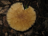 Megacollybia rodmanii image