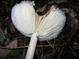 Megacollybia rodmanii image