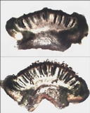 Rinodina capensis image