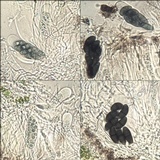Rinodina capensis image