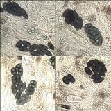 Rinodina capensis image