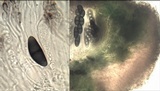 Rinodina capensis image