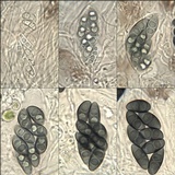 Rinodina capensis image