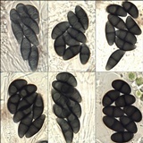 Rinodina capensis image