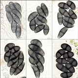 Rinodina capensis image
