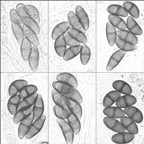 Rinodina capensis image