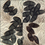 Rinodina capensis image