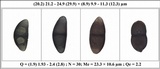 Rinodina capensis image