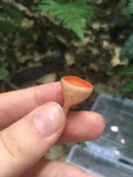 Cookeina speciosa image