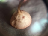 Cookeina speciosa image