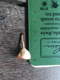 Cookeina speciosa image