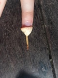 Cookeina speciosa image