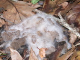 Phycomyces blakesleeanus image