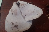 Polyporus ianthinus image