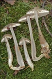 Rhodocollybia butyracea image