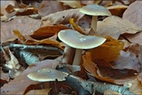 Rhodocollybia butyracea image