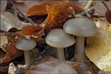 Rhodocollybia butyracea image