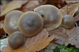 Rhodocollybia butyracea image