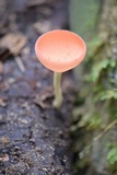 Cookeina speciosa image