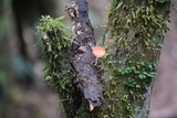 Cookeina speciosa image
