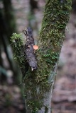 Cookeina speciosa image